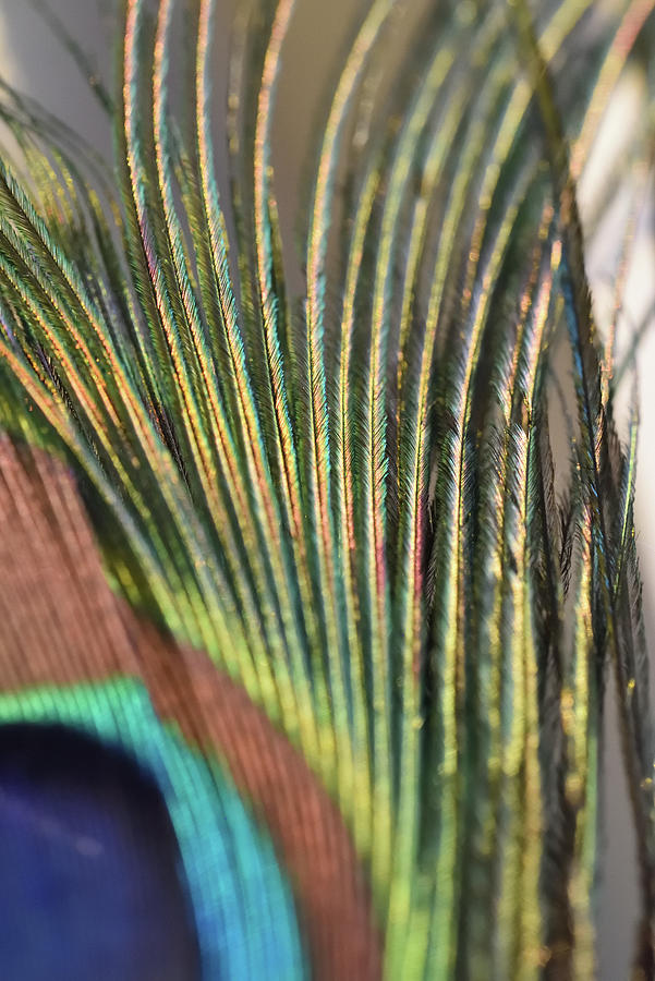 Peacock Feathers  Photograph by Leanna Kotter