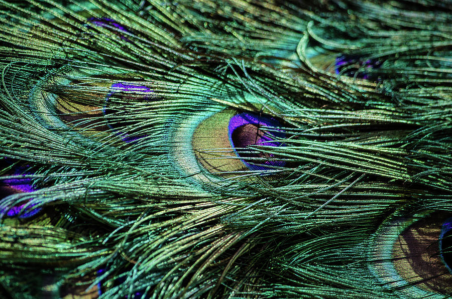 Peacock Feathers Photograph by Linda Villers