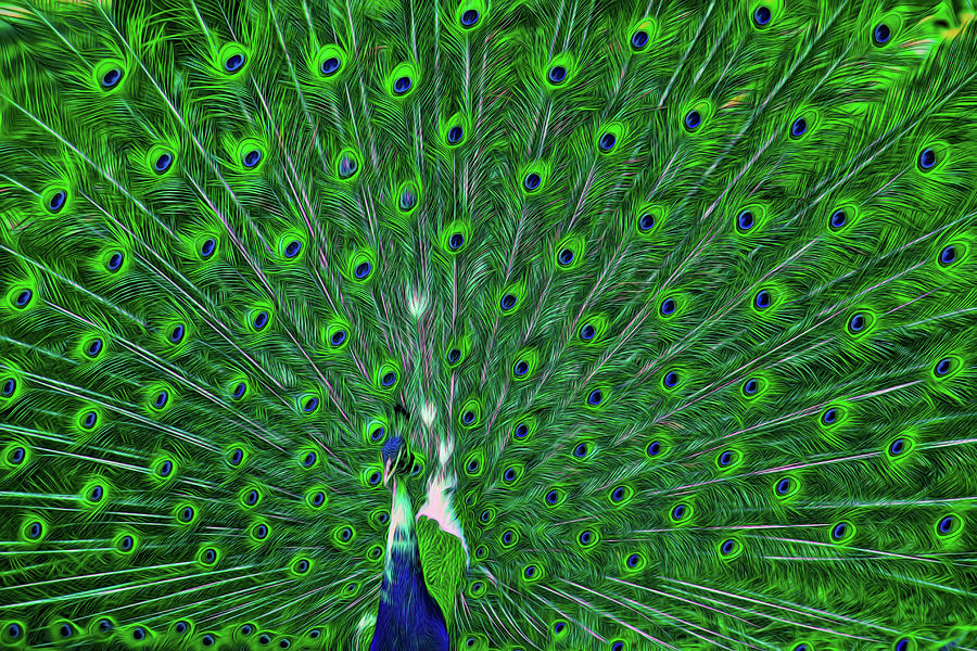 Peacock Feathers Digital Art by Lonestar North - Pixels