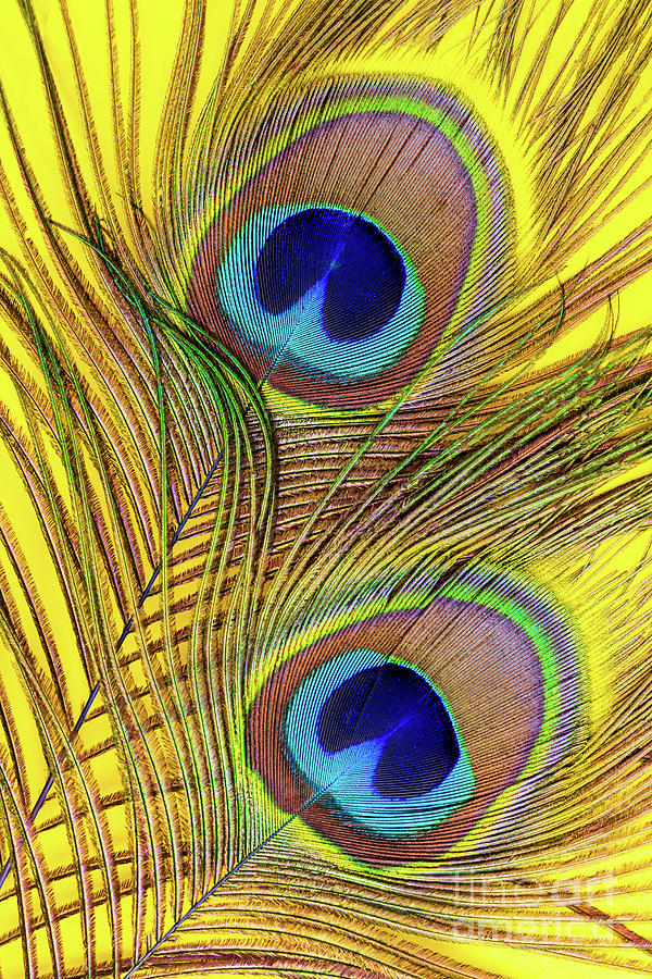 Peacock Feathers on a Yellow Background Photograph by Mimi Ditchie
