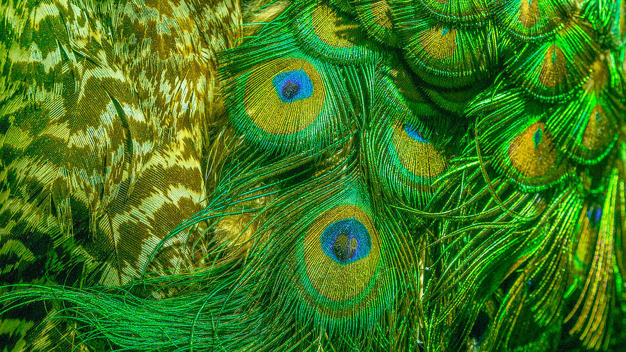 Peacock feathers Photograph by Simonlong