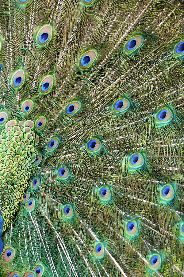 Peacock Photograph - Peacock Feathers by Tim Fitzharris