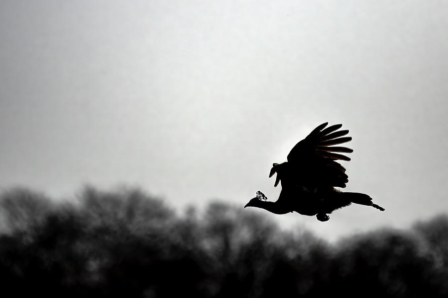 Peacock Flight Silhouette Photograph by Ramabhadran Thirupattur