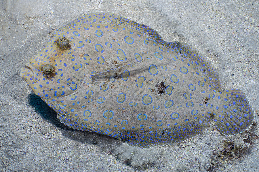 Peacock flounder (Bothus mancus) Photograph by Stephen Frink