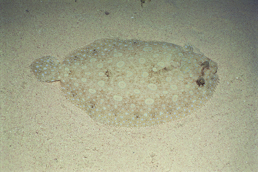 Peacock flounder fish Photograph by Comstock Images