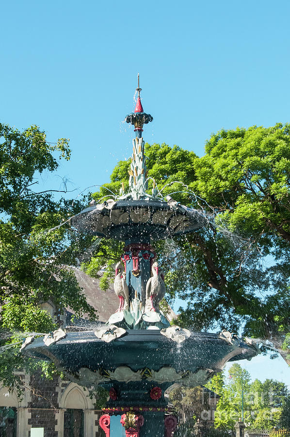 Peacock Fountain Photograph by Bob Phillips