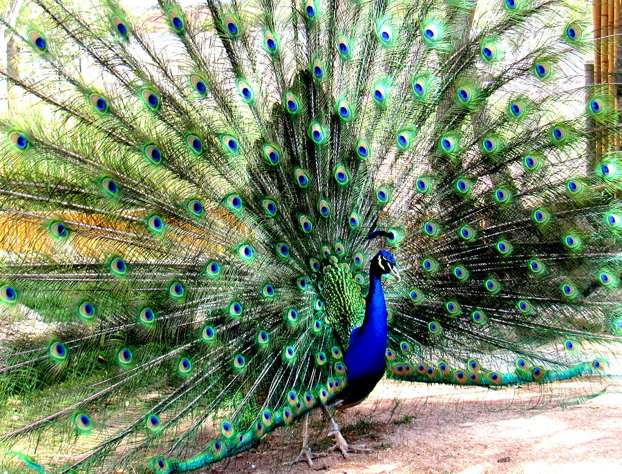 Peacock Full Spread Photograph by Adrienne Wilson