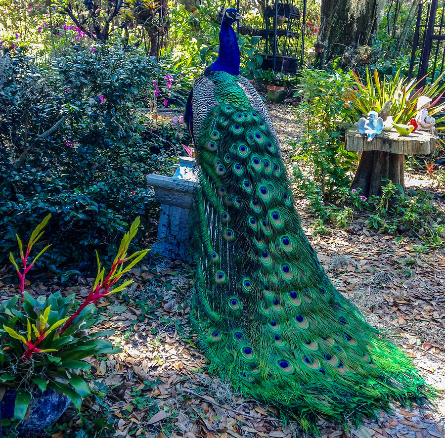 Peacock Garden Photograph by Beth Stombaugh - Fine Art America