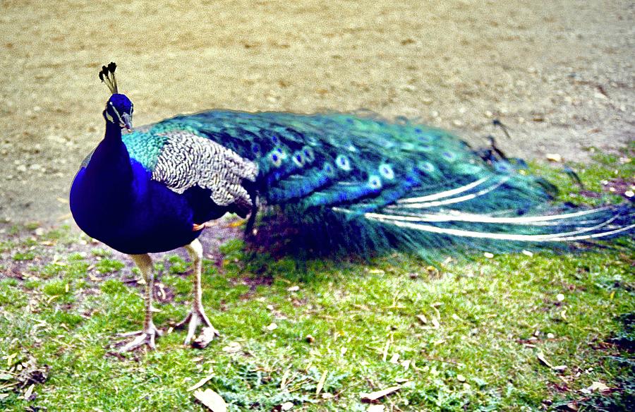 Peacock Photograph by Gordon James