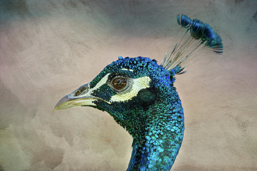 Peacock Head Against Painted Background With Brush Strokes Photograph ...