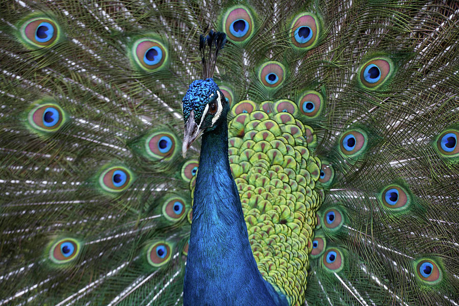 Peacock Photograph - Peacock I by Tim Fitzharris