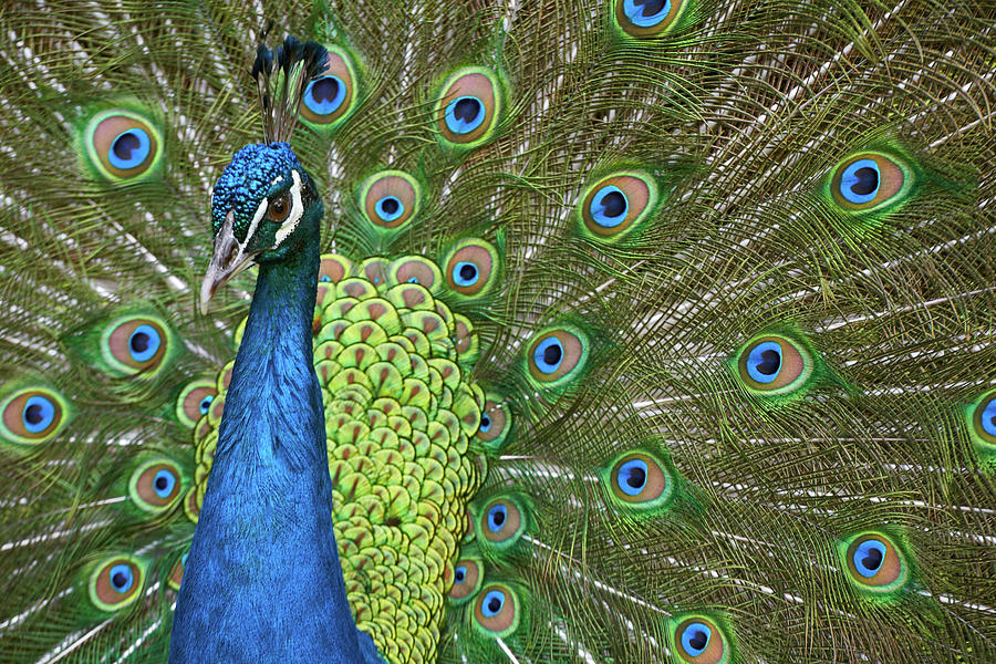 Peacock Photograph - Peacock II by Tim Fitzharris