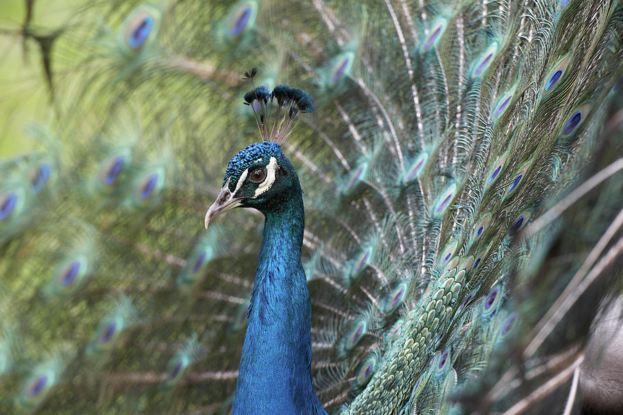 Peacock Photograph - Peacock III by Tim Fitzharris