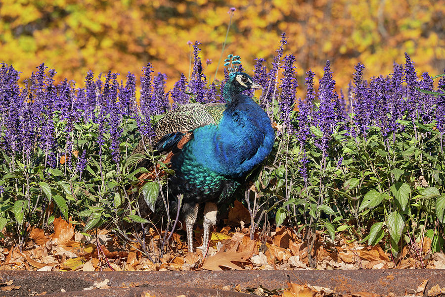 Peacock In Autumn Flowers And Leaves Photograph by Artur Bogacki
