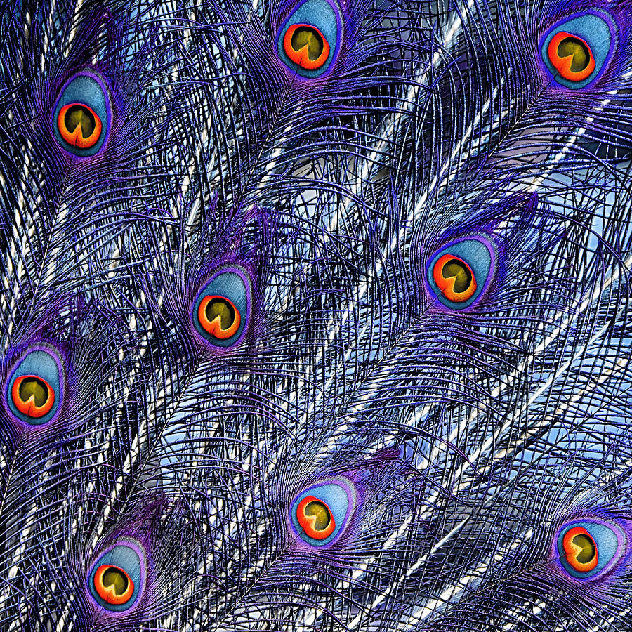 Peacock In Blue Photograph by World Art Collective