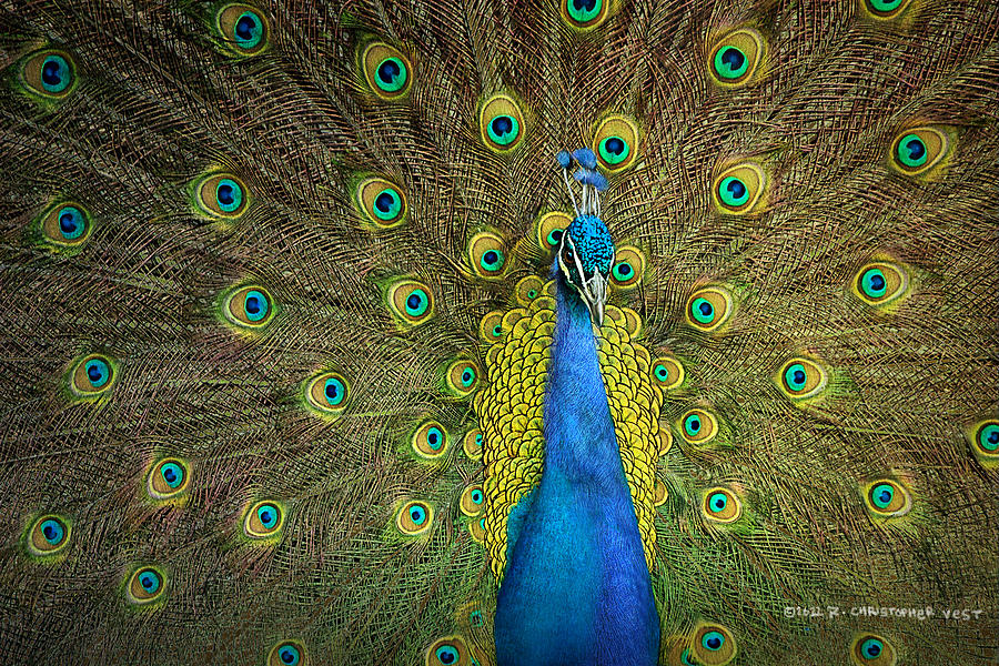 Peacock Photograph - Peacock In Display by R christopher Vest