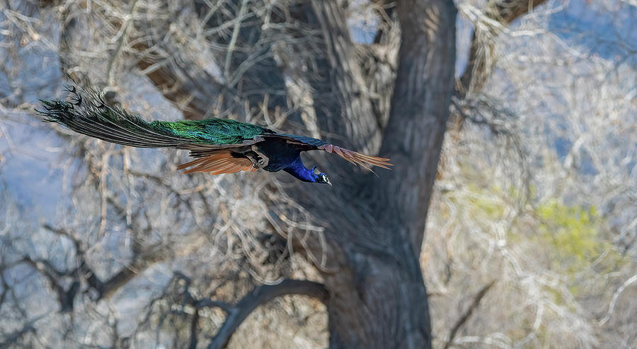 Peacock in flight 2 Photograph by Rick Mosher