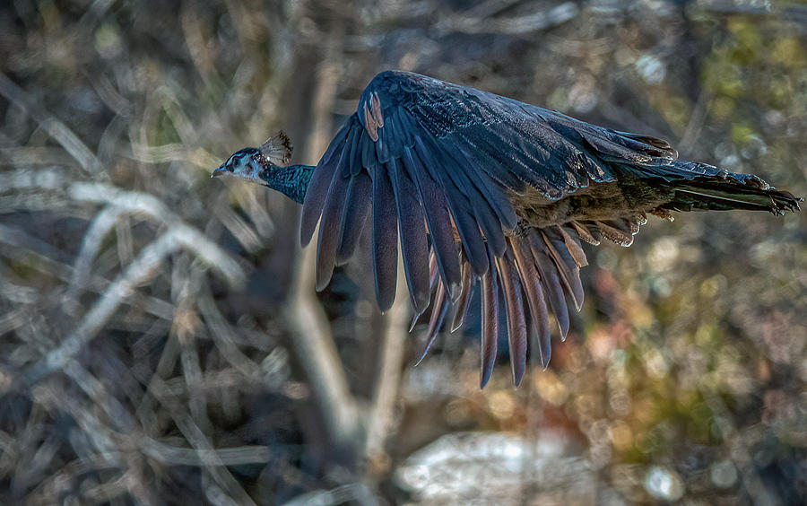 Peacock in flight Photograph by Rick Mosher