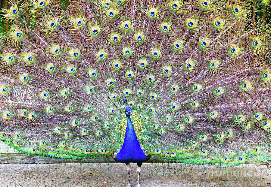 Peacock In Full Display Photograph by Felix Lai