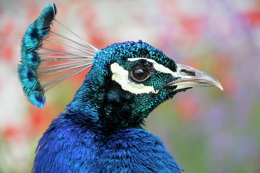 Peacock in Profile Portrait Photograph by Peggy Collins