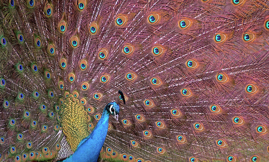 Peacock in slendor Photograph by Sean Henderson