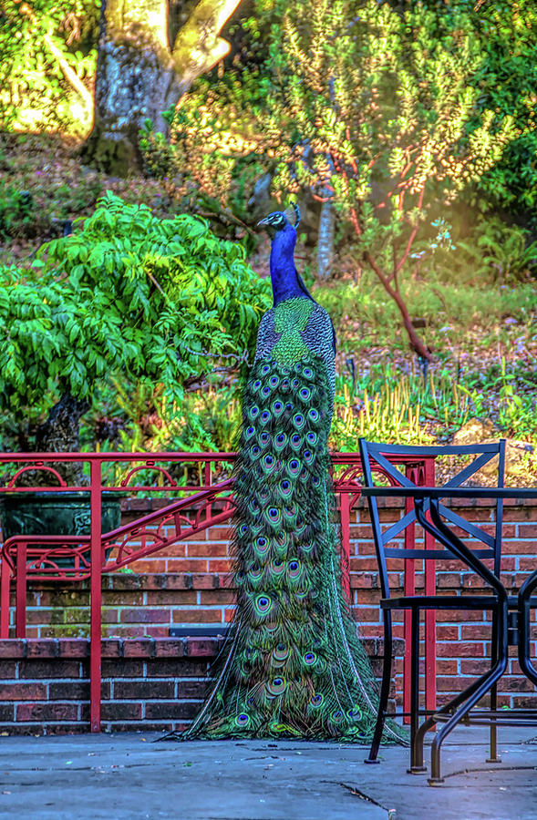 Peacock in the garden Photograph by Patricia Dennis