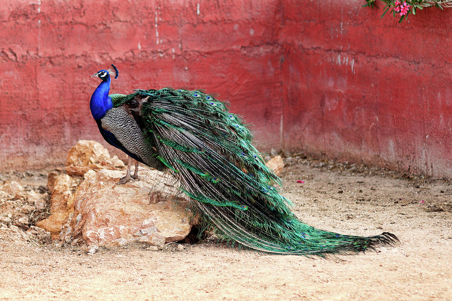 Peacock in the zoo Photograph by Constantinos Iliopoulos