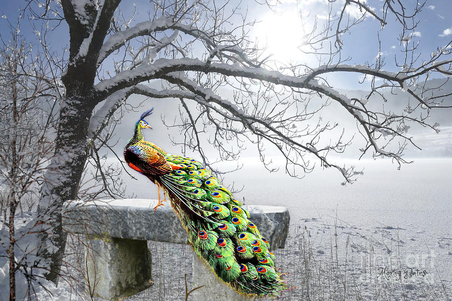 Peacock in Winter Digital Art by Morag Bates