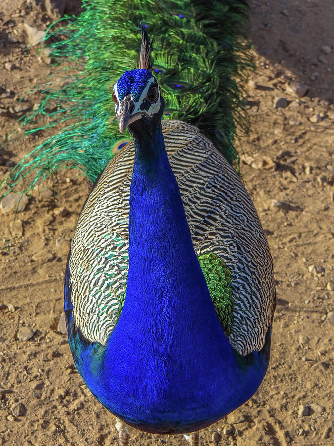 Peacock - India Photograph by Julie A Murray - Fine Art America