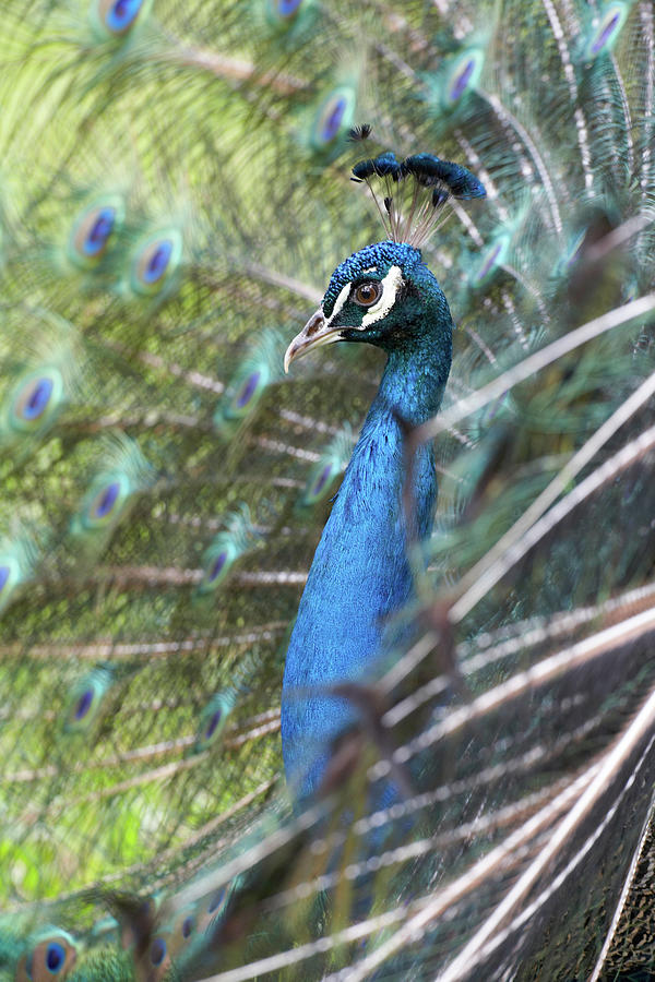 Peacock Photograph - Peacock IV by Tim Fitzharris