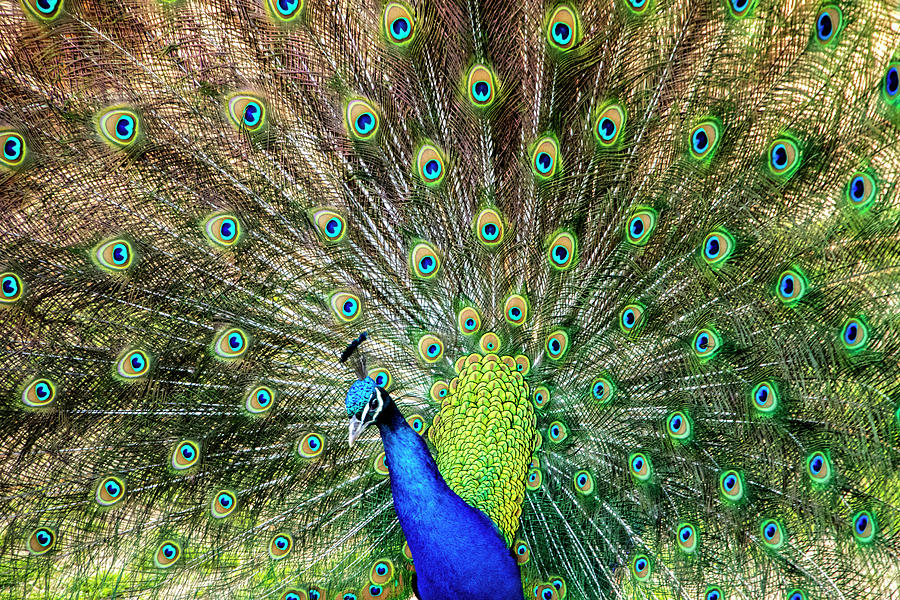 Peacock Photograph - Peacock by Jean Haynes