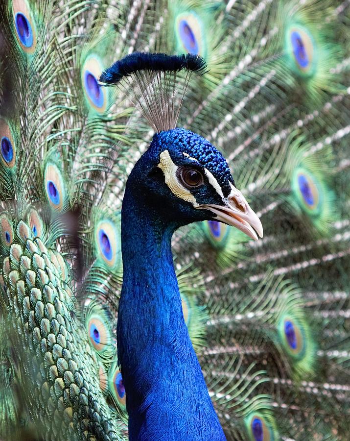 Peacock Photograph by Jenna McMillan - Fine Art America