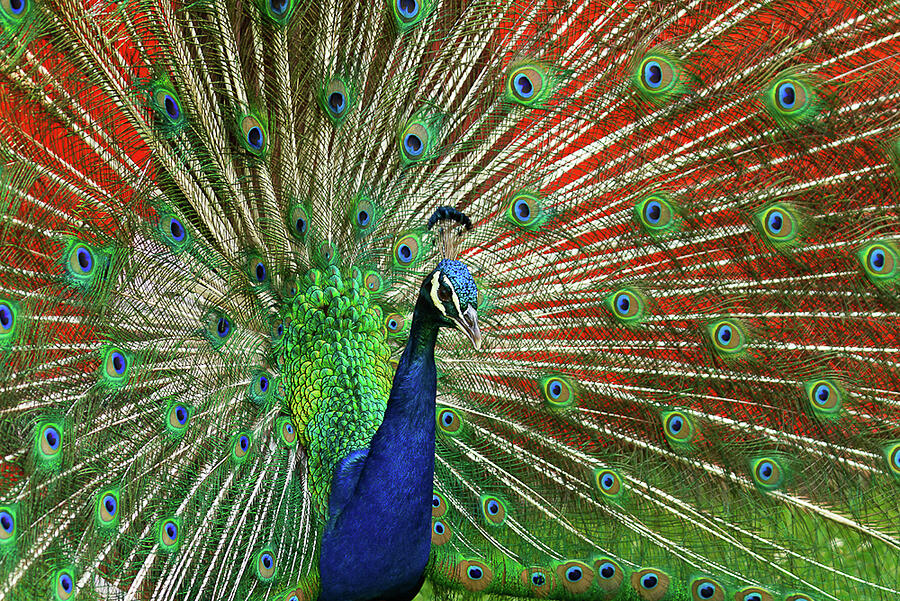 Peacock Photograph by Jerry Gammon