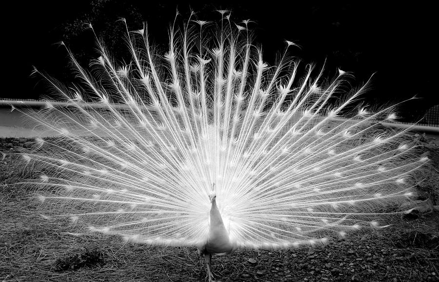 Peacock Mixed Media by Julia Malakoff