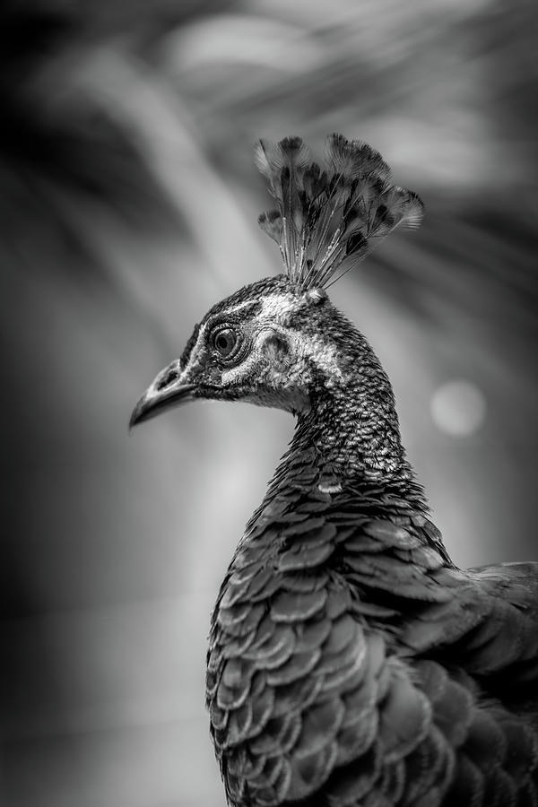 Peacock Photograph by Justin Forte - Fine Art America