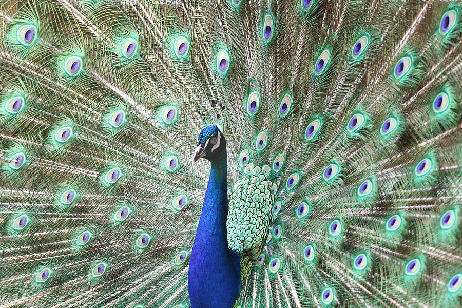 Peacock Photograph by Lee Feldstein - Fine Art America