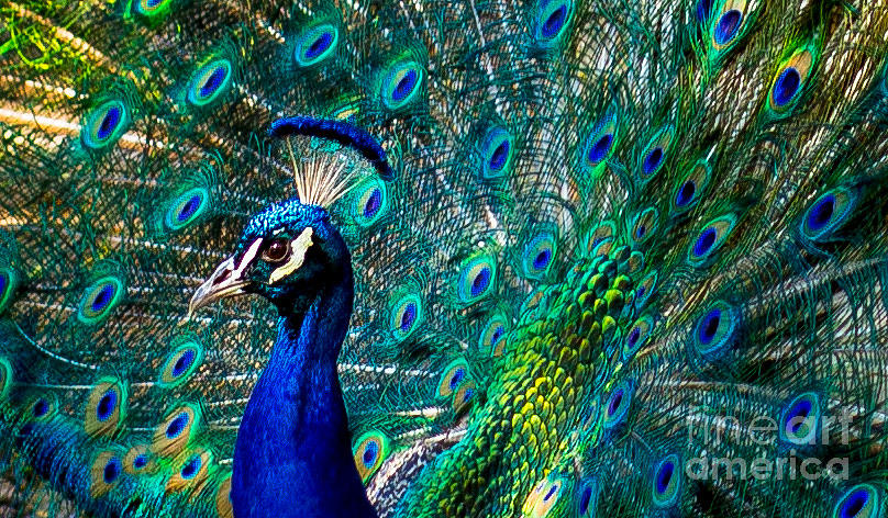 Peacock Photograph by Leslie Wells