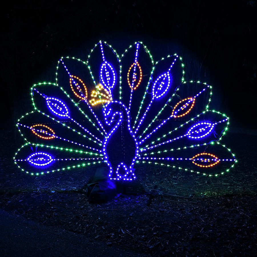 Peacock lights  Photograph by Steven Ralser