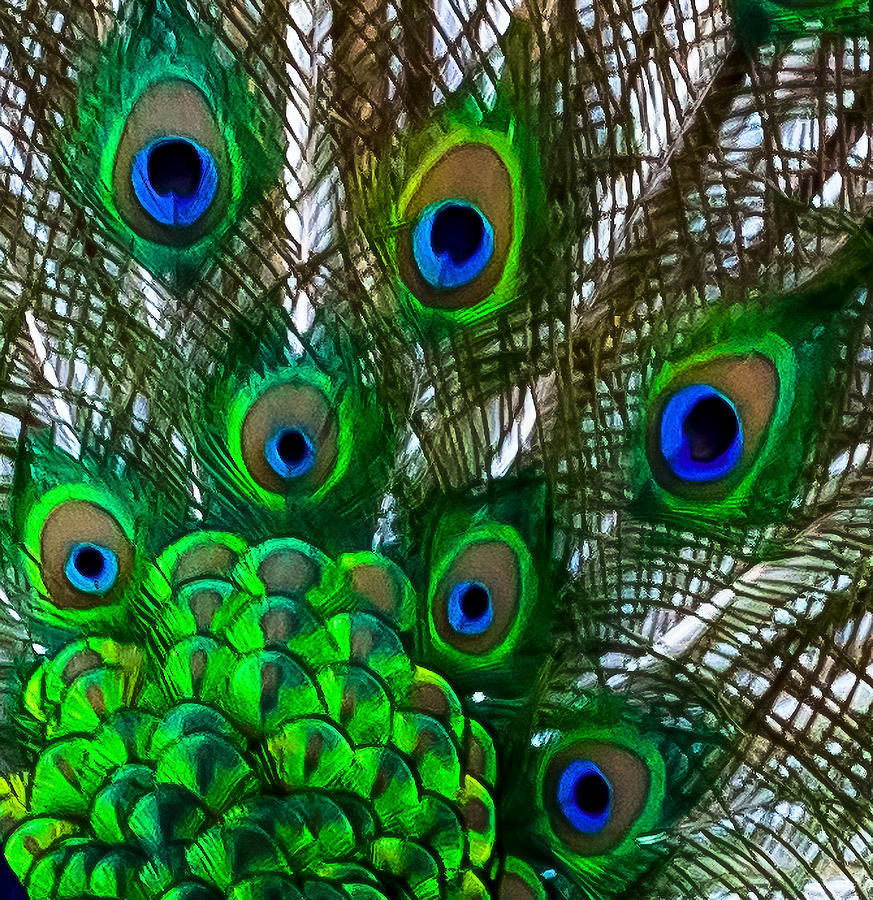 Peacock Love Photograph by Susan Molnar