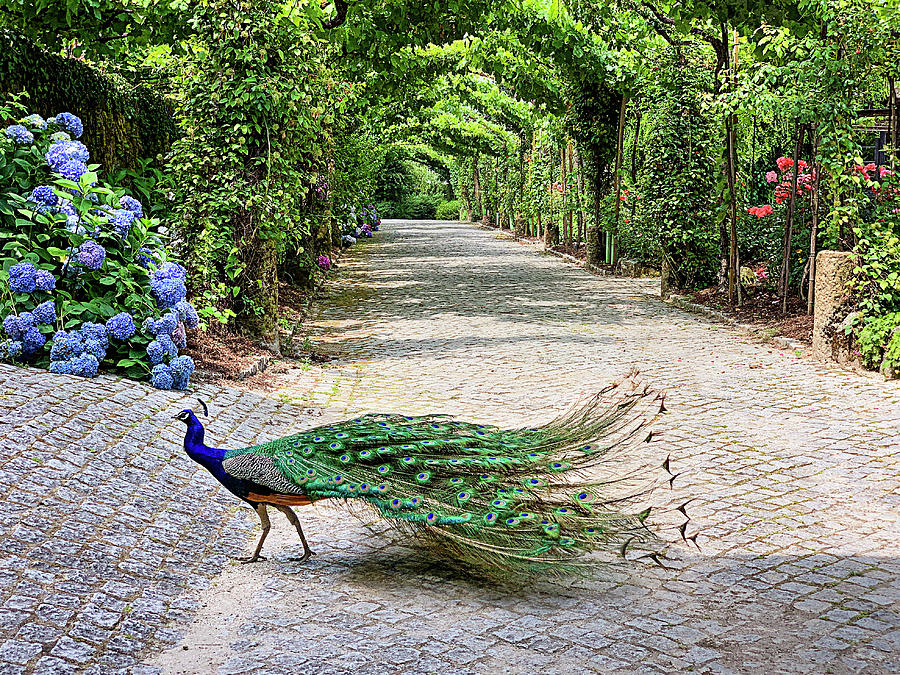 Peacock of Aveleda 2 Photograph by Jill Love