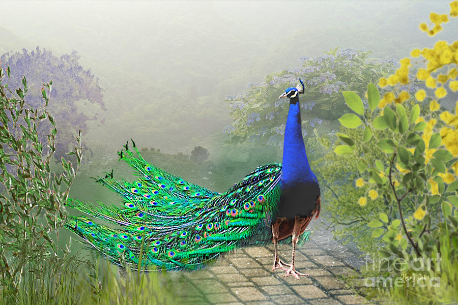 Peacock on a Misty Morning Digital Art by Morag Bates
