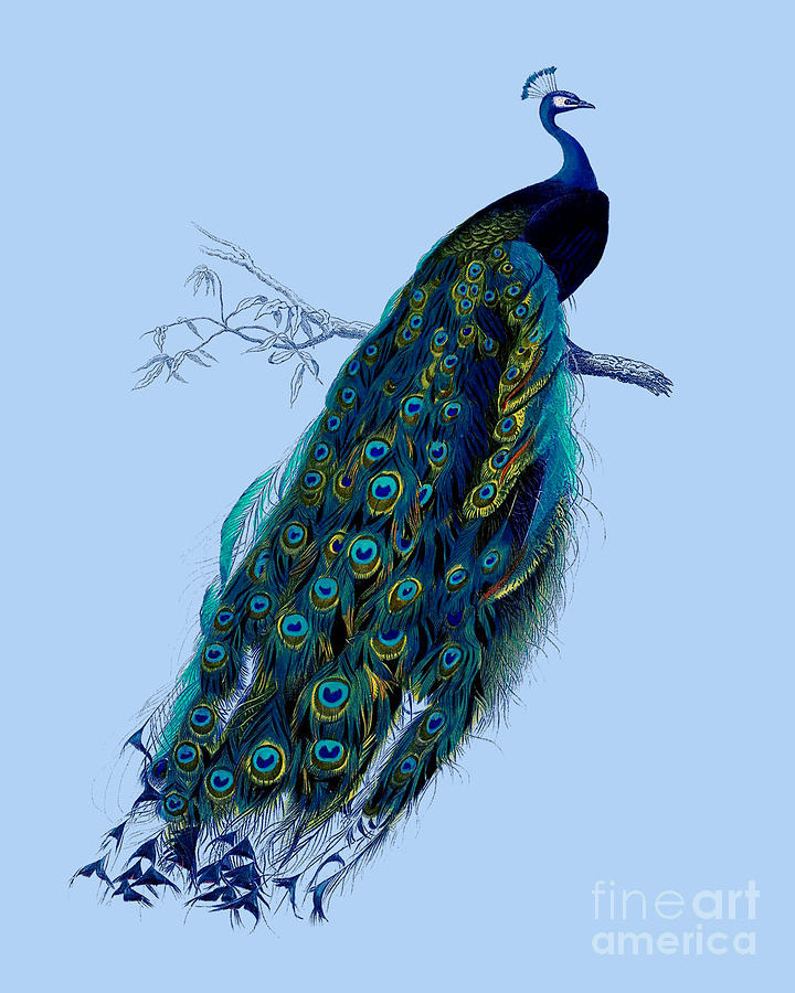 Peacock Digital Art - Peacock On Blue Background by Madame Memento