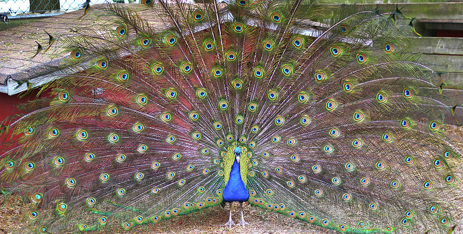 Peacock on Full Display Photograph by Stamp City