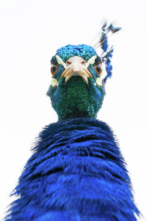 Peacock Overlord Photograph by World Art Collective