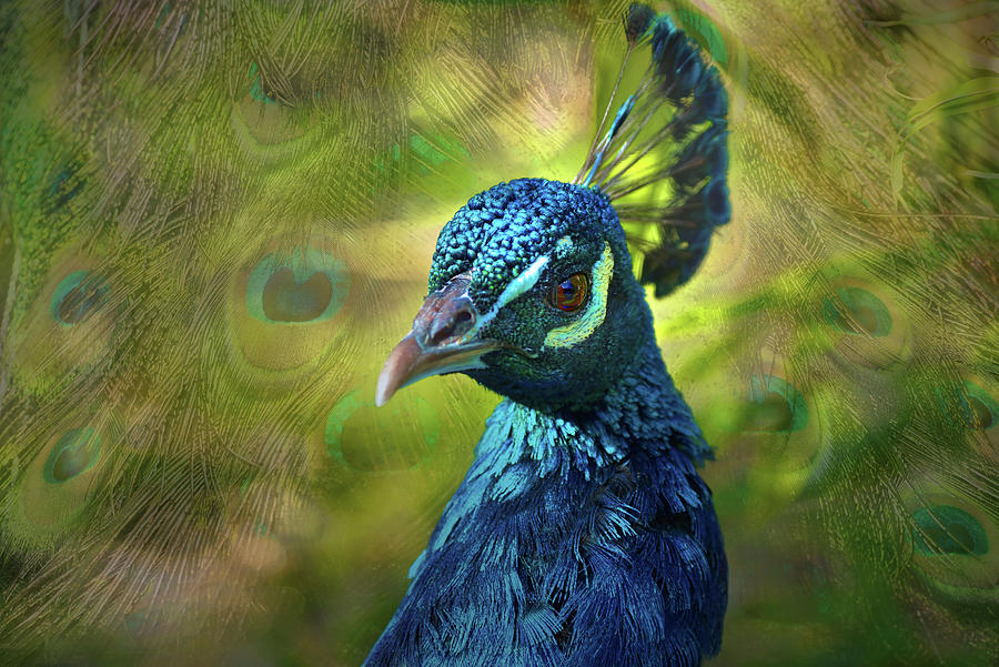 Peacock Photograph