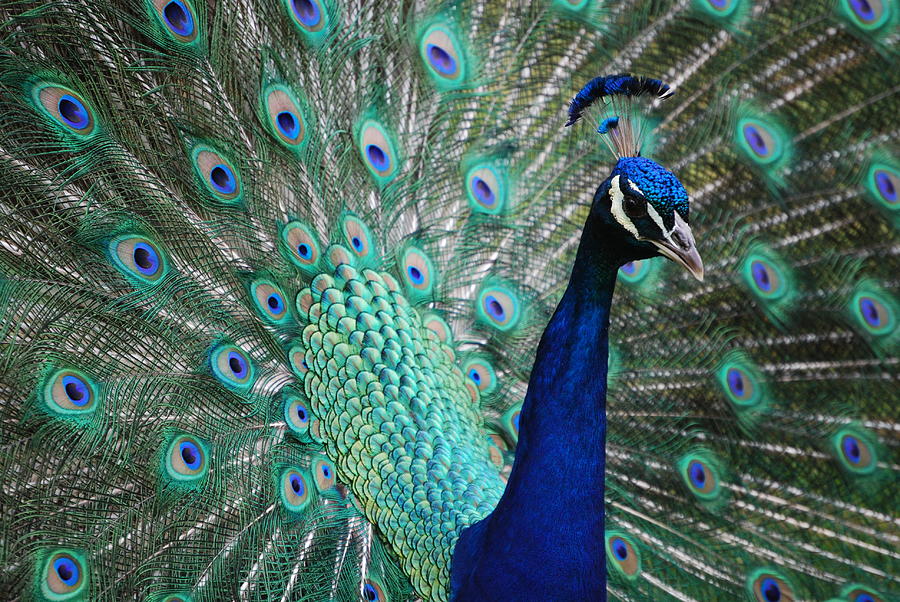 Peacock Photograph by Penny Parrish - Fine Art America