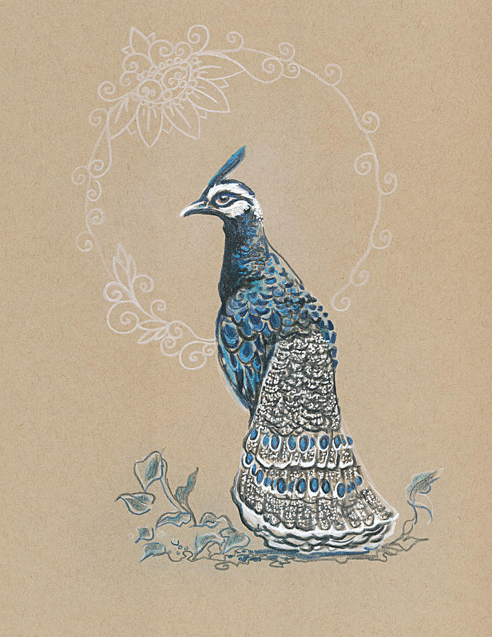 Peacock Pheasant Drawing by Katherine Nutt
