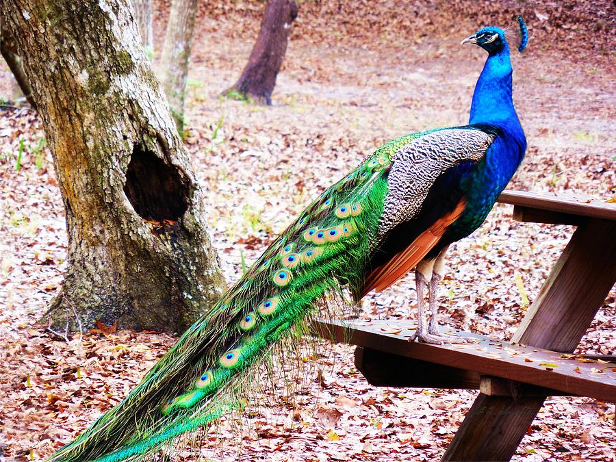 Peacock Picnic Photograph by Allen L Improta