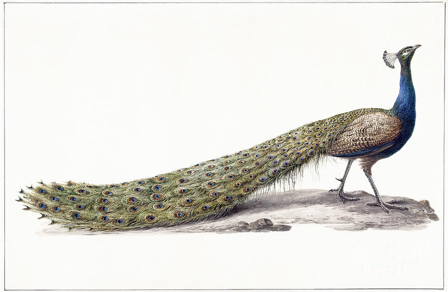 Peacock Drawing by Pieter Pietersz Barbiers