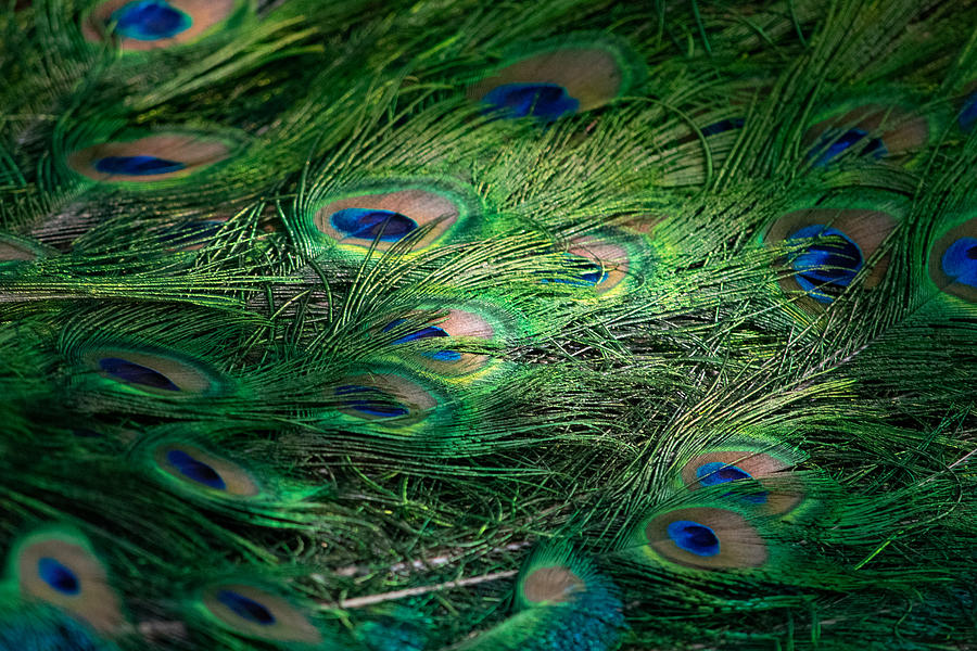 Peacock Plumage Photograph by Bonny Puckett